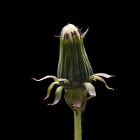 paardebloem (Taraxacum officinale) 5-2013 6478